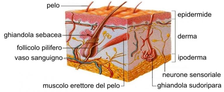 Chirurgia Plastica Frenello | Come prevenire l'invecchiamento precoce della pelle